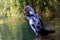 Muscovy duck flaps its wings