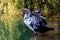 Muscovy duck flaps its wings