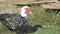 Muscovy duck goes through the countryside close up