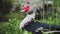 A muscovy duck among the grass on the farm