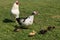 Muscovy duck guarding ducklings