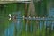 Muscovy Duck Hen and Ducklings Crossing a Pond