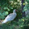 Muscovy duck hiding in the bushes