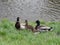 Muscovy Duck is a really interesting bird native to the southern hemisphere commonly referred to as a duck, but in fact it is a
