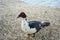 Muscovy Duck is a really interesting bird native to the southern hemisphere â€“ commonly referred to as a duck