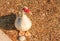 Muscovy duck on the island of Rhodes, Greece