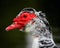 A Muscovy Duck with its iconic red face.