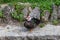 Muscovy duck,  known as creole duck, bragado, black duck or mute duck - Cairina Moschata - standing by the edge of the river