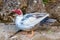 Muscovy duck,  known as creole duck, bragado, black duck or mute duck - Cairina Moschata - standing by the edge of the river