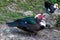 Muscovy duck,  known as creole duck, bragado, black duck or mute duck - Cairina Moschata - standing by the edge of the river