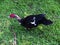 Muscovy Duck on a lake with five duckling