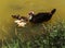 Muscovy Duck on a lake with five duckling