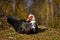 Muscovy Duck Looking Around