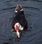 Muscovy Duck Love