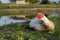 Muscovy duck, male