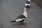 muscovy duck on a mud cycle lane in Waddinxveen