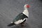 muscovy duck on a mud cycle lane in Waddinxveen, the Netherlands