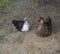 Muscovy duck Muscovy duck Cairina moschata sitting couple male and female, large duck native to Mexico, Central, and