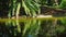 Muscovy duck in pond