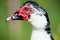 Muscovy Duck portrait