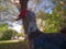 muscovy duck with red face outdoors in the wild