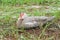 Muscovy duck with red head is sleeping