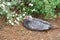 Muscovy duck with red head is sleeping