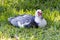 Muscovy Duck Rest