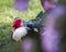 Muscovy Duck Resting Under Wisteria Flowers