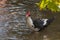 Muscovy duck in a shady river in summer cairina moschata