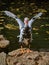 Muscovy Duck on the Shore