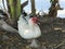 Muscovy duck sitting beside the lake