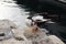 Muscovy duck on stairs into water. White duck with red face.