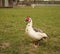 Muscovy duck standing on a meadow and waiting to be feeded