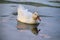 Muscovy Duck swimming in Banyoles lake