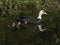Muscovy Duck Swimming with Five Ducklings
