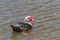 Muscovy Duck swimming in a pond