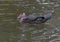 Muscovy Duck swimming in Turtle Creek in Dallas, Texas