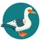 Muscovy Duck vector illustration