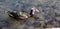 Muscovy duck with white head swimming