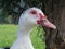 Muscovy duck.. Young femal