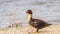 Muscovy Duckling, Lake at The Hammocks, Kendall, Florida