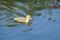 Muscovy Duckling Swimming in a Pond 2