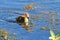 Muscovy Duckling Swimming In A Pond