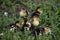 Muscovy Ducklings in Weedy Lawn