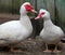 Muscovy ducks (Cairina moschata) in the farmyard