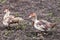 Muscovy ducks Cairina moschata outdoors