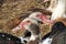 Muscovy ducks have a reast in poultry. Duck friendship