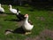 Muscovy ducks with a mallard in the garden