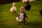 Muscovy ducks roaming on the grass in Organic Farm in Thailand.
